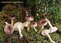 Hygrophorus hypothejus-amf956
